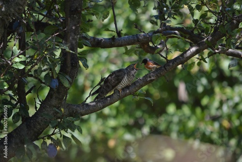 Obraz na plátně Common cuckoo chick being fed by a redstart foster parent in the wild