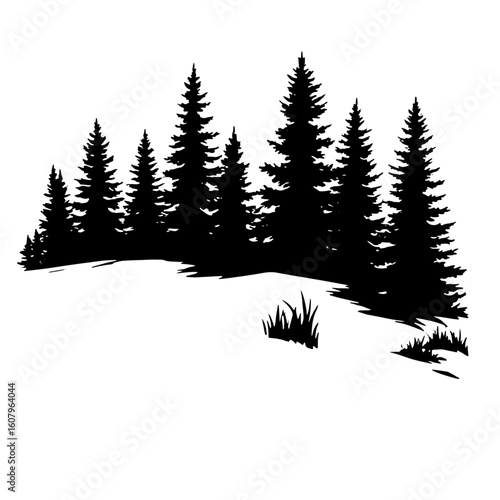 Tall fir trees, black silhouette pattern. Vector illustration. Coniferous forest, sketch, isolated on a white background.