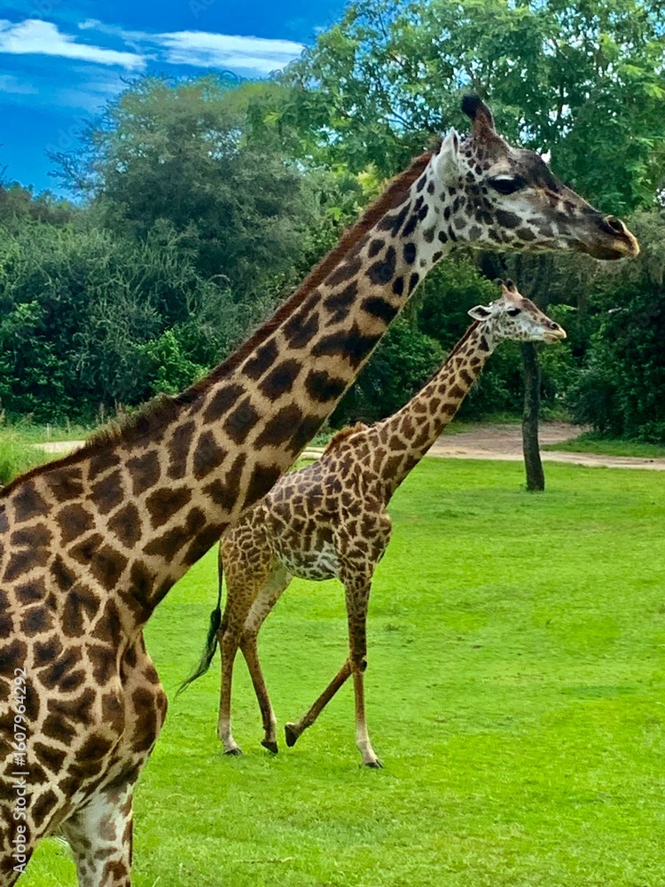 Obraz premium giraffe in the zoo