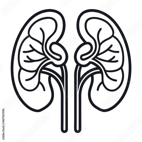 Anatomical illustration of human kidneys with ureters
