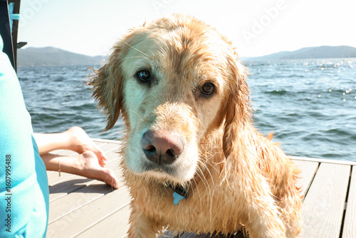 Cute golden retriever dog with wet fur on a dock after swimming in a lake. 
