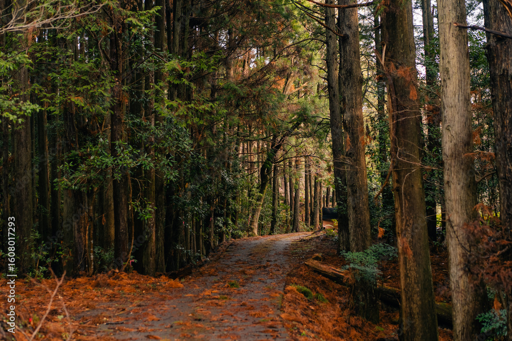 Naklejka premium A path through the forest on Shikoku Island, Japan