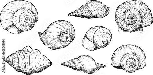 sea shell collection hand drawn vector in outline style