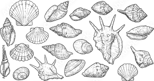 sea shell collection hand drawn vector in outline style