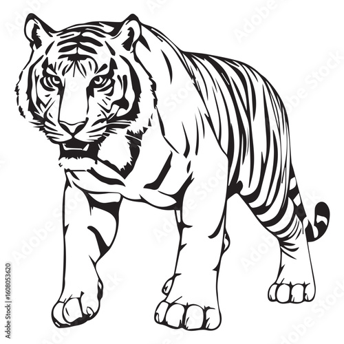 A powerful tiger strides forward, its intense gaze capturing its predatory nature, isolated on white background, showcasing its strength and wild beauty