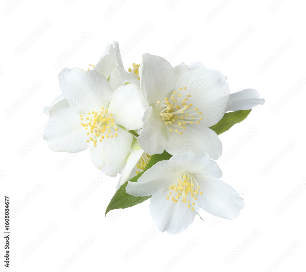 Obraz premium Beautiful jasmine flowers with green leaves isolated on white