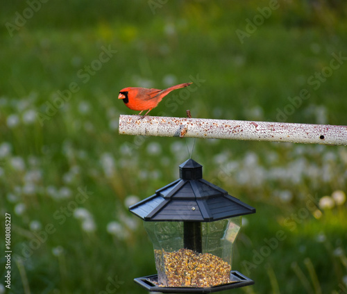 Cardinal on a bird feeder