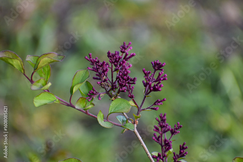 Blooming lilac flowers in yard