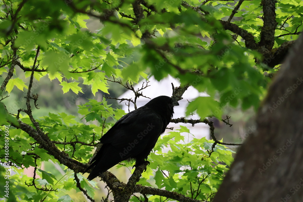 Fototapeta premium crow on a tree