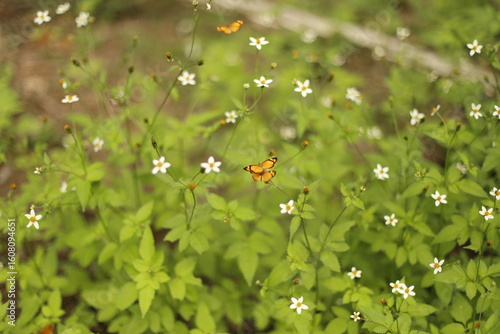 borboletas laranja nas flores