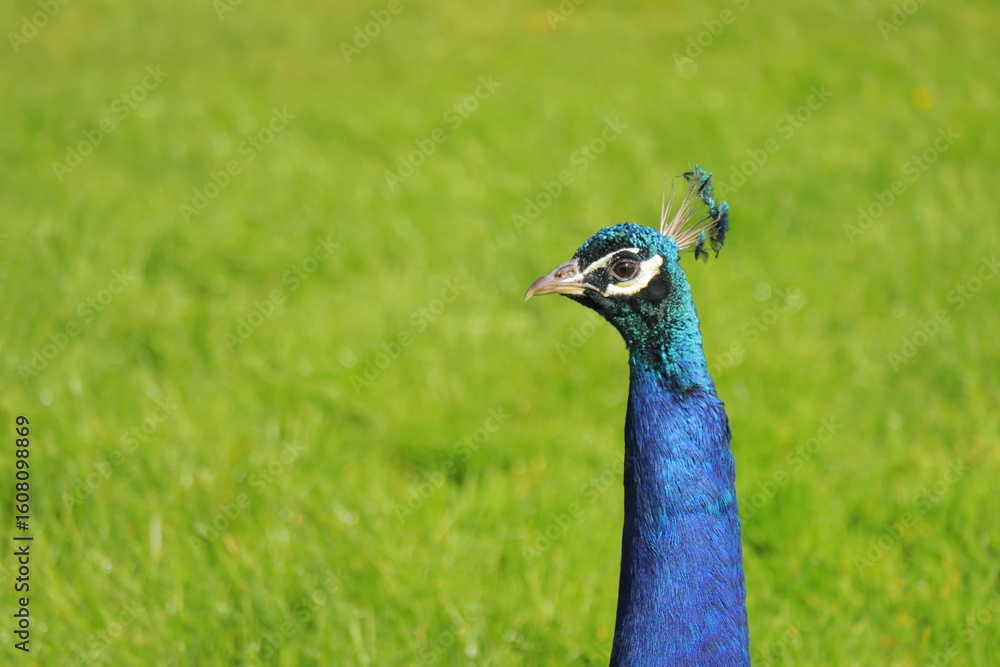 Obraz premium Majestic Close-Up of a Vibrant Indian Peacock with Iridescent Blue-Green Feathers in Sunlight – Exotic Bird in Nature with Green Grass Background – Symbol of Beauty, Royalty, and Grace
