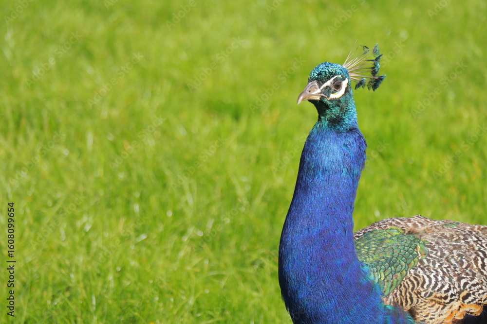 Obraz premium Majestic Close-Up of a Vibrant Indian Peacock with Iridescent Blue-Green Feathers in Sunlight – Exotic Bird in Nature with Green Grass Background – Symbol of Beauty, Royalty, and Grace