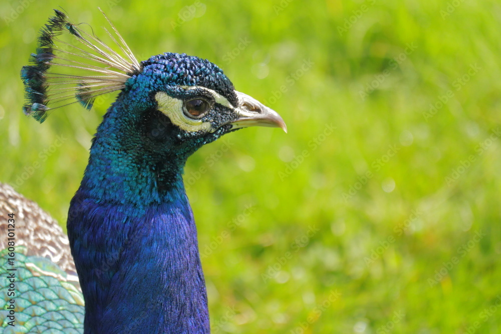 Obraz premium Majestic Close-Up of a Vibrant Indian Peacock with Iridescent Blue-Green Feathers in Sunlight – Exotic Bird in Nature with Green Grass Background – Symbol of Beauty, Royalty, and Grace