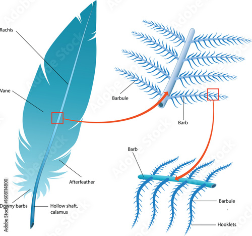 Labeled Diagram of Bird Feather Anatomy