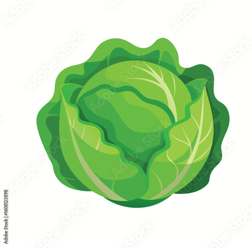 cabbage isolated on white