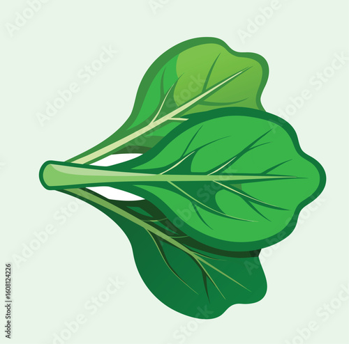 spinach leaves vector