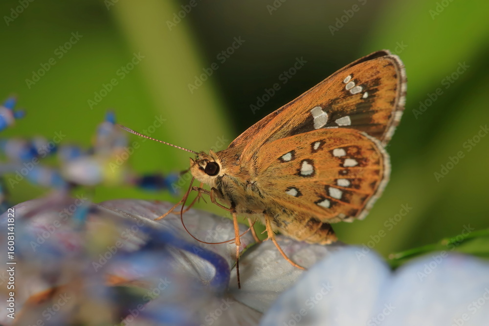 Obraz premium 【ホソバセセリ】