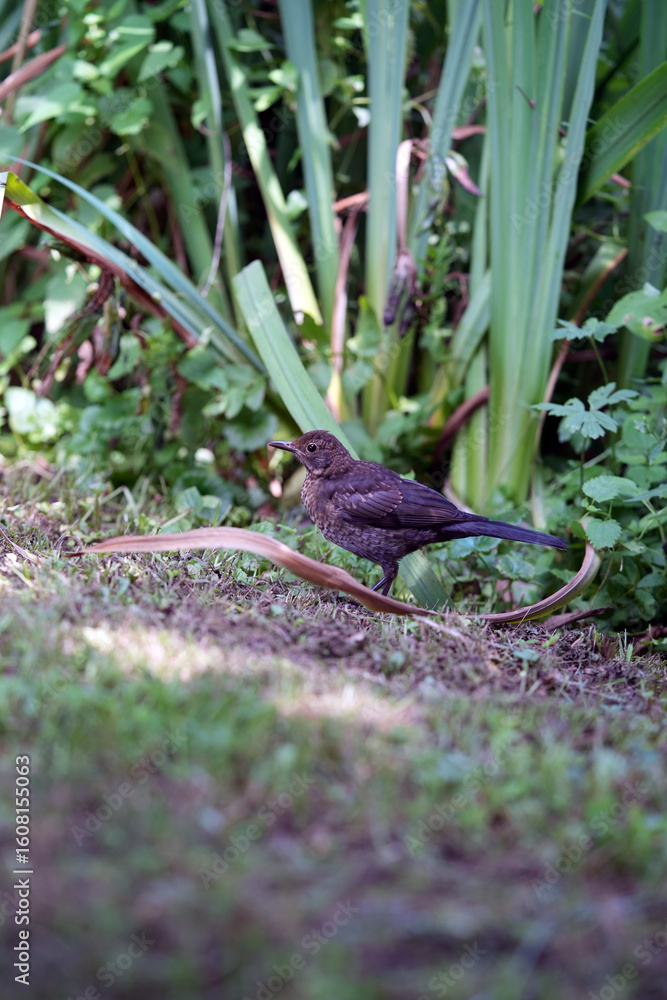Obraz premium Turdus merula