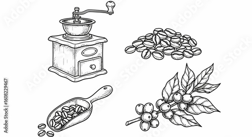 Hand drawn coffee beans with grinder, scoop and branch in coffee beans art sketch black vector botanical barista elements