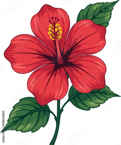 Red hibiscus flower isolated, a beautiful floral vector illustration for summer nature design