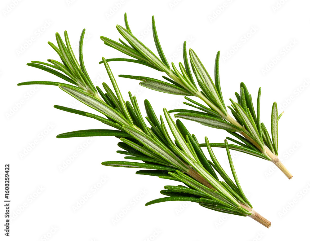 Fototapeta premium Rosemary seasoning isolated on transparent background