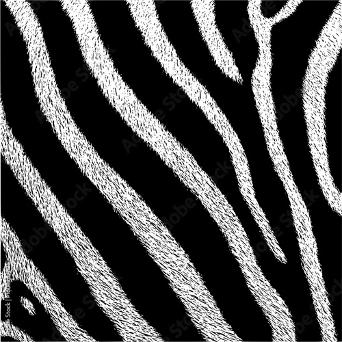 Close up of zebra pattern with black and white stripes creating an abstract animal print design look