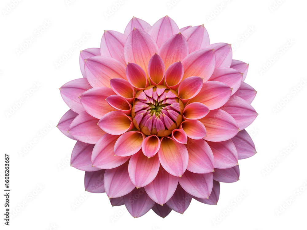 Fototapeta premium Close up of a pink dahlia flower with many petals isolated on transparent background