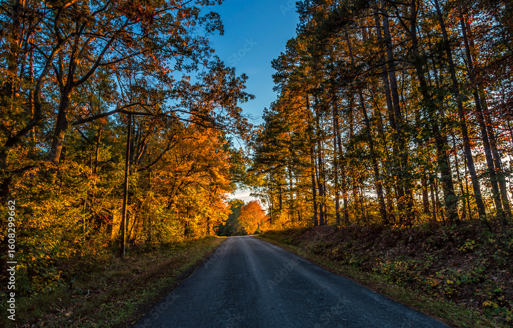 Obraz premium road in autumn forest