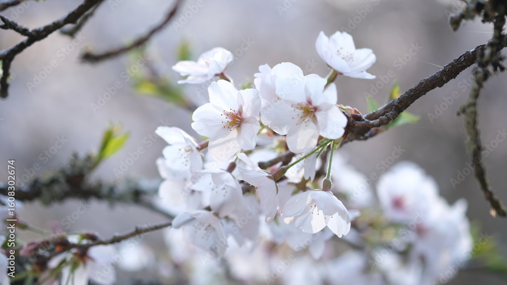 春に咲く桜 春に咲く桜