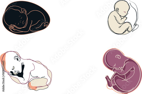 Fetus illustrations show prenatal development stages eps