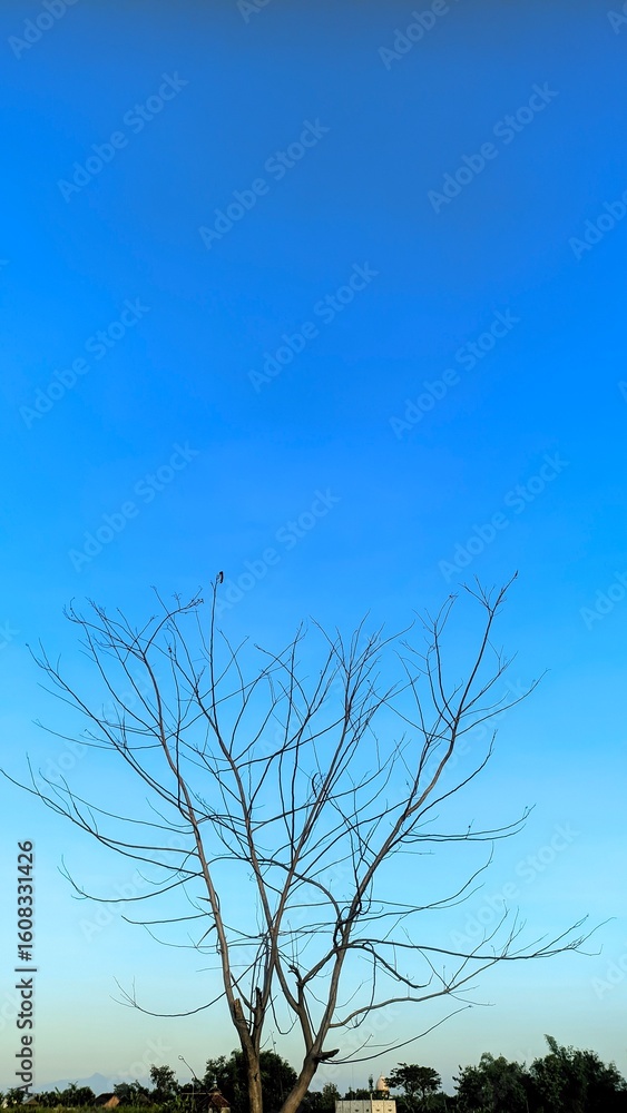 lonely tree in the field lonely tree in the field