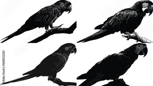 Four parrots perch in a vector illustration eps