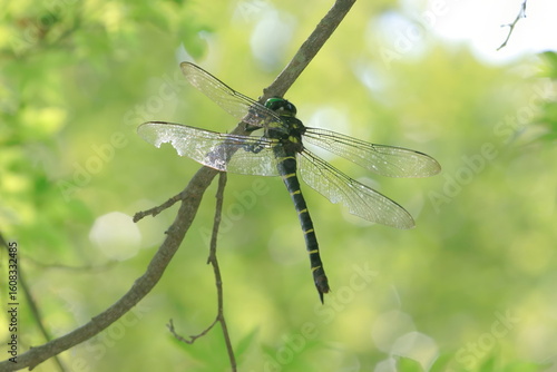 【オニヤンマ】