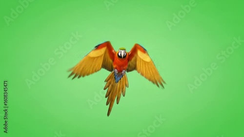 Scarlet Macaw Soaring on Green Screen