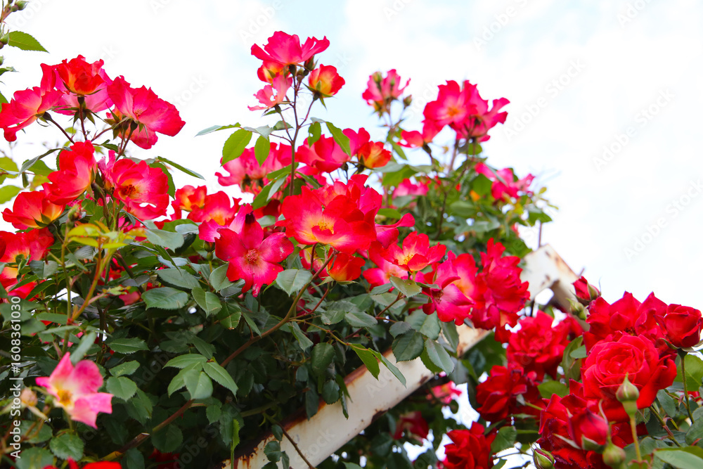 Fototapeta premium A beautiful rose bush in a public park in Japan