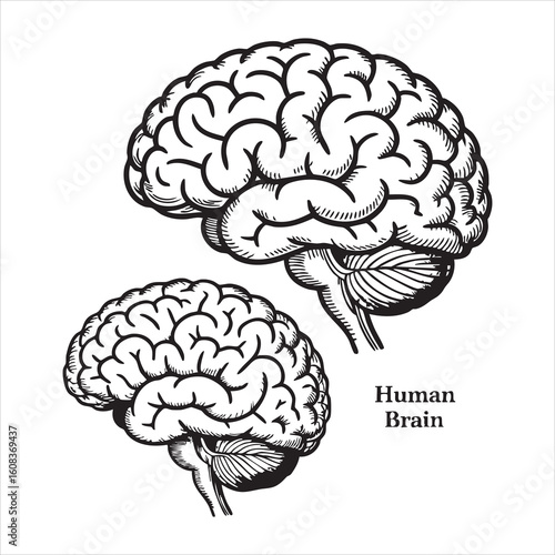 Detailed black and white illustration of the human brain in profile showing cerebrum cerebellum and brainstem