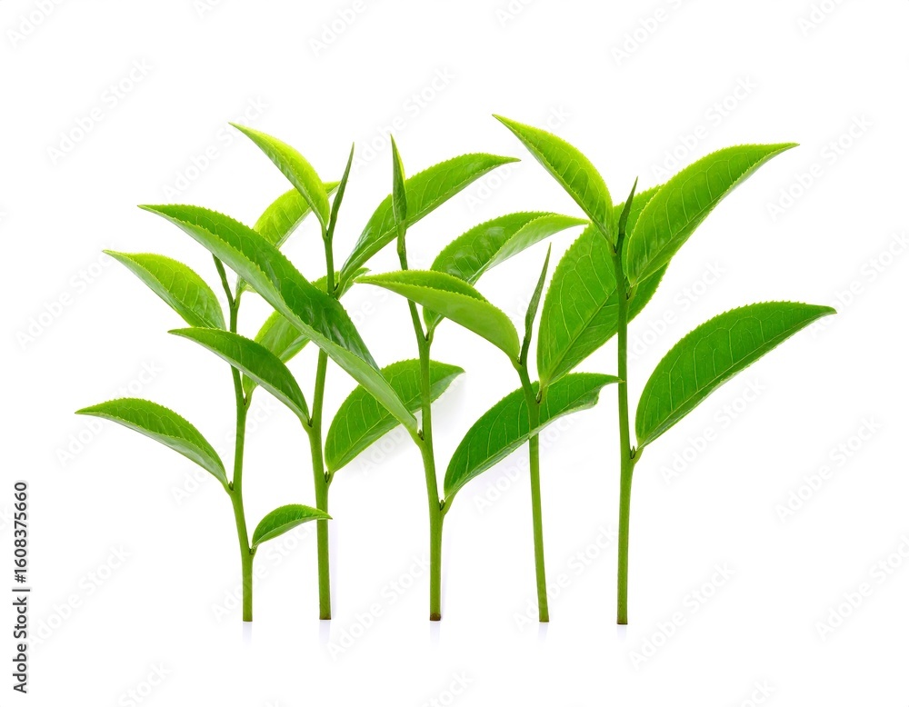 Obraz premium Minimalist green tea sprout, isolated cleanly on white background.