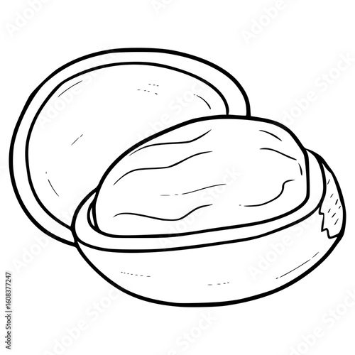 hazelnut illustration hand drawn outline vector