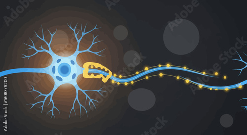 Neuron cell diagram with dendrites axon synapse and myelination