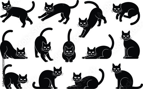 Black cats various poses feline domestic animals