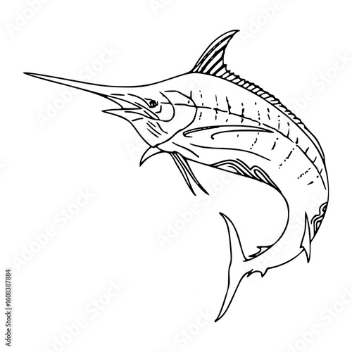 jumping marlin fish sketch drawing