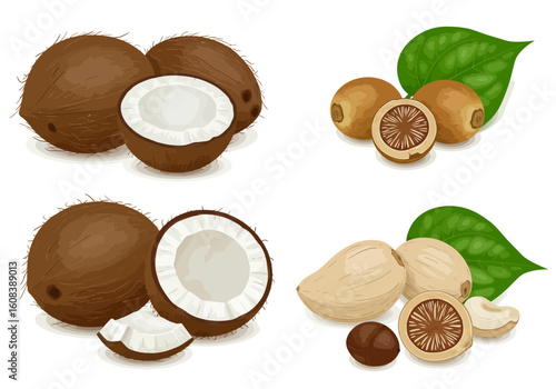 Depicts coconuts and betel nuts some halved with leaves against a white background
