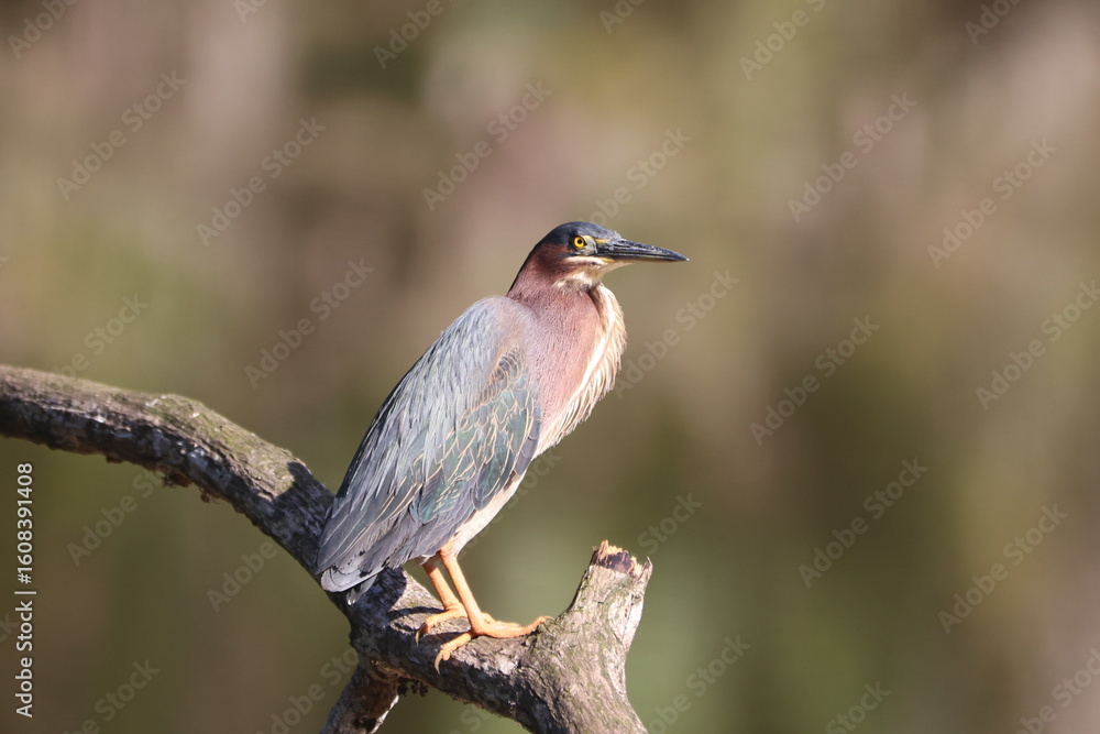 Fototapeta premium Green heron perched on a tree branch.