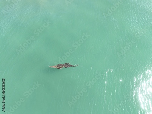 Crocodile cruises near Isla de la Pólvora, Costa Rica
