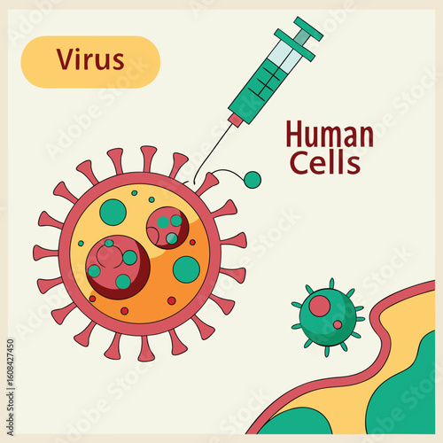 Infographic showing how a virus enters human cells