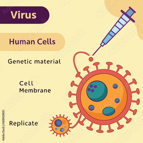 Infographic showing how a virus enters human cells