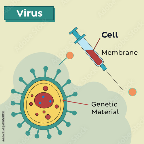 Infographic showing how a virus enters human cells