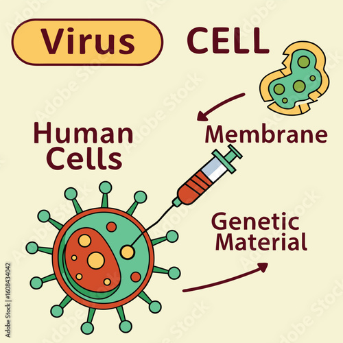 Infographic showing how a virus enters human cells