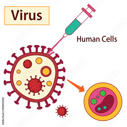 Infographic showing how a virus enters human cells