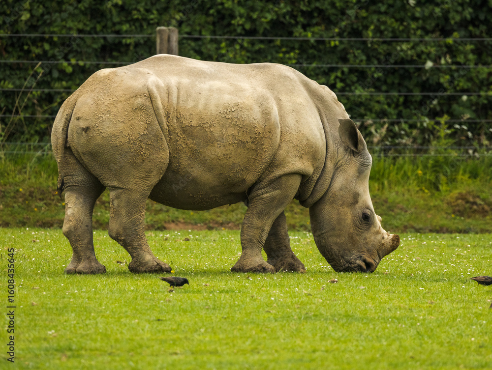 rhinocéros blanc rhinocéros blanc